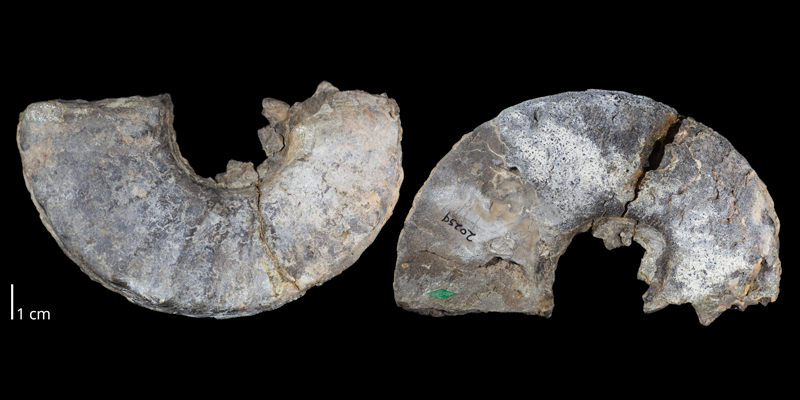 Holotype of <i>Prionocyclus macombi</i> (USNM 20259). Original unmodified images provided by courtesy of the Smithsonian NMNH and adapted and presented here under a Creative Commons BY-NC 4.0 license (NMNH GUID http://n2t.net/ark:/65665/3c21d9ee6-b675-4edc-99f0-c934d73e42f5).