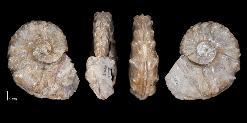 Holotype of <i>Collignoniceras praecox</i> (USNM 318219). Original unmodified images provided by courtesy of the Smithsonian NMNH and adapted and presented here under a Creative Commons BY-NC 4.0 license (NMNH GUID http://n2t.net/ark:/65665/3e6377fee-aa43-49cd-badf-23b1acc7c011).