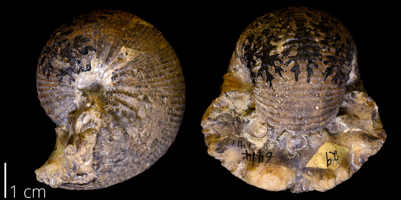 <i> Scaphites ventricosus </i> from the Frontier Fm. of Park County, Wyoming (YPM 006417).