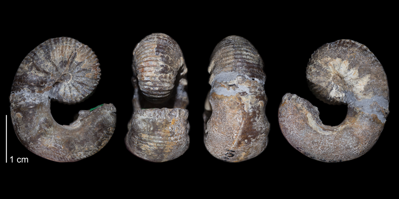 Holotype of <i>Scaphites ferronensis</i> (USNM 106759). Original unmodified images provided by courtesy of the Smithsonian NMNH and adapted and presented here under a Creative Commons BY-NC 4.0 license (NMNH GUID http://n2t.net/ark:/65665/3e1f18312-48a4-4ccc-8306-c00e7e18a785).