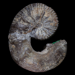 Scaphites ferronensis