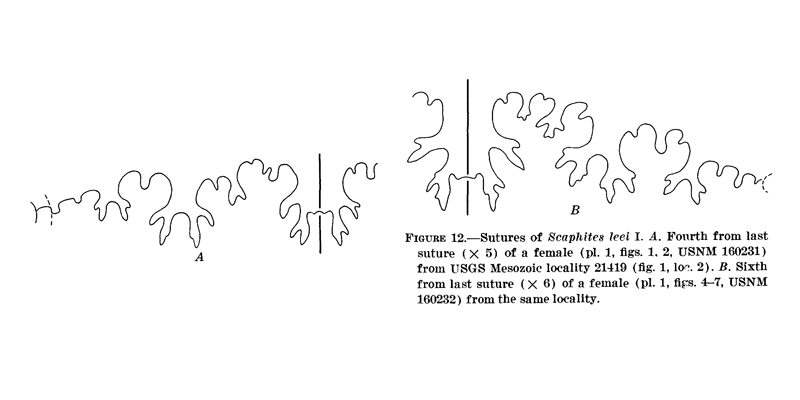 <i>Scaphites leei</i> from Cobban 1969.