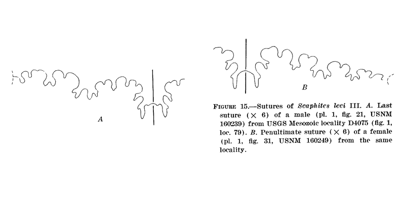 <i>Scaphites leei</i> from Cobban 1969.