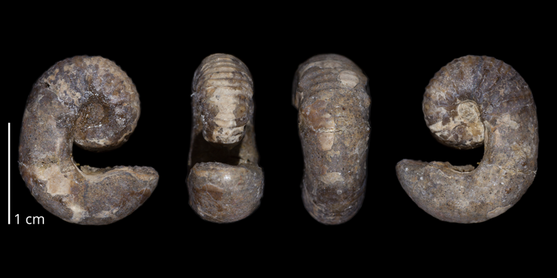 Holotype of <i>Scaphites leei</i> (USNM 73356).