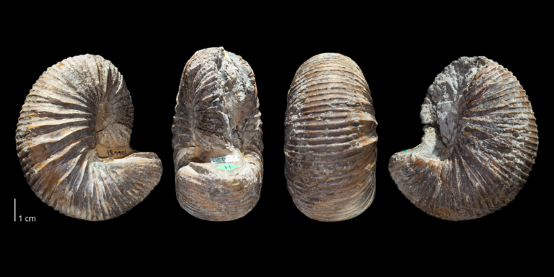 Holotype of <i>Scaphites mariasensis</i> (USNM 106681). Original unmodified images provided by courtesy of the Smithsonian NMNH and adapted and presented here under a Creative Commons BY-NC 4.0 license (NMNH GUID http://n2t.net/ark:/65665/3d1770623-a170-473c-8037-4d19131536b2).