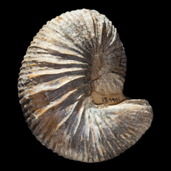 Scaphites mariasensis