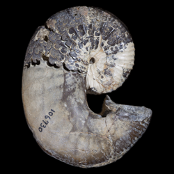 Scaphites nigricollensis