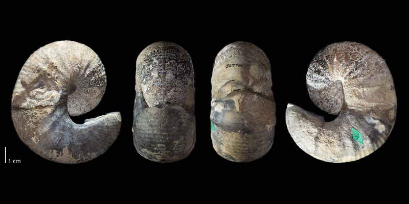 Holotype of <i>Scaphites preventricosus</i> (USNM 106675). Original unmodified images provided by courtesy of the Smithsonian NMNH and adapted and presented here under a Creative Commons BY-NC 4.0 license (NMNH GUID http://n2t.net/ark:/65665/395b5db58-a2a8-437d-b478-bbae796f3d87).