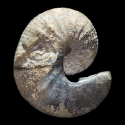 Scaphites preventricosus