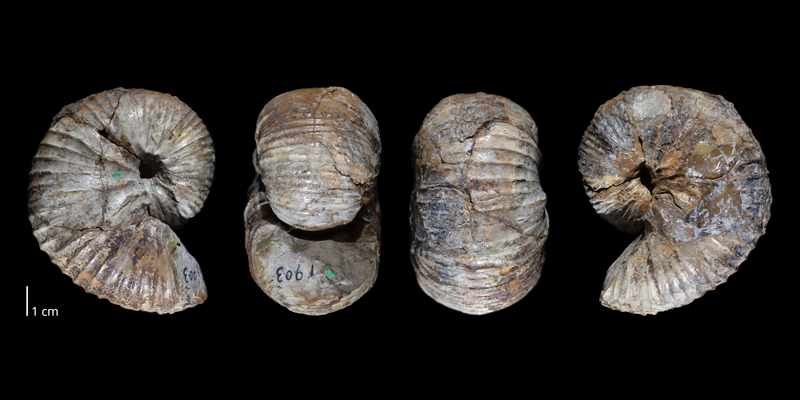 Syntype of <i>Scaphites ventricosus</i> (USNM 1903). Original unmodified images provided by courtesy of the Smithsonian NMNH and adapted and presented here under a Creative Commons BY-NC 4.0 license (NMNH GUID http://n2t.net/ark:/65665/39f4aa107-c810-4e28-b2ce-36aa9ab9e050).