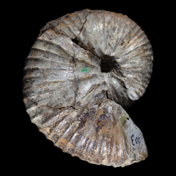 Scaphites ventricosus