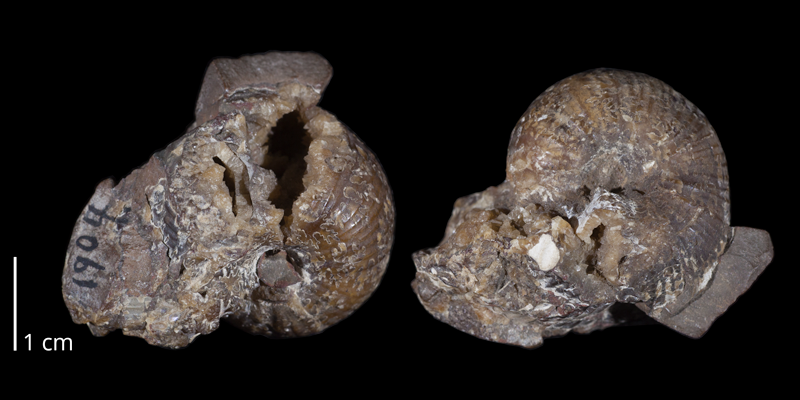 Syntype of <i>Scaphites ventricosus</i> (USNM 1904). Original unmodified images provided by courtesy of the Smithsonian NMNH and adapted and presented here under a Creative Commons BY-NC 4.0 license (NMNH GUID http://n2t.net/ark:/65665/35889c3a7-1dda-4e8f-929f-6af9b113a366).