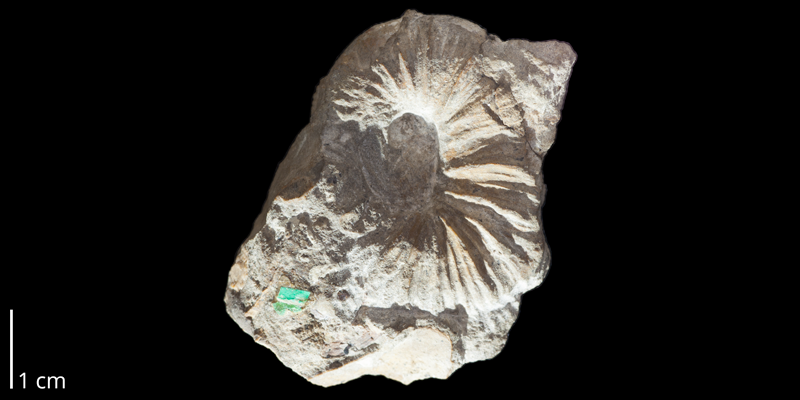 Holotype of <i>Scaphites warreni</i> (USNM 225). Original unmodified images provided by courtesy of the Smithsonian NMNH and adapted and presented here under a Creative Commons BY-NC 4.0 license (NMNH GUID http://n2t.net/ark:/65665/3ad9db435-d929-4398-ae68-2df8fd5d8dd0).