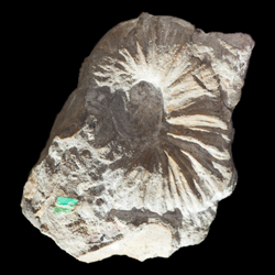 Scaphites warreni