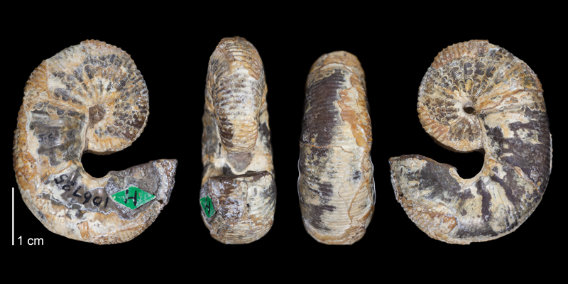 Holotype of <i>Scaphites whitfieldi</i> (USNM 106735). Original unmodified images provided by courtesy of the Smithsonian NMNH and adapted and presented here under a Creative Commons BY-NC 4.0 license (NMNH GUID http://n2t.net/ark:/65665/367af95af-158e-4db7-be34-cd2353e963ab).