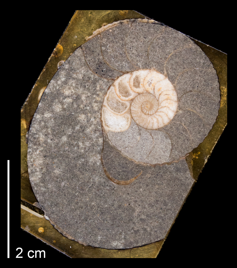 <i> Scaphites whitfieldi </i> from the Late Cretaceous Carlile Fm. (Turner Sandy Mbr.) of Niobrara County, Wyoming (YPM 391463).