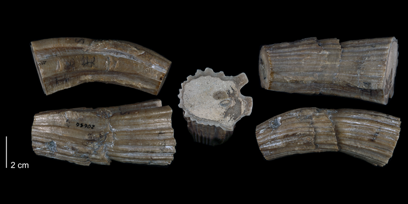Holotype of <i>Eoradiolites quadratus</i> from the Edwards Formation of Bell County, Texas (Univ. Texas BEG 20646).