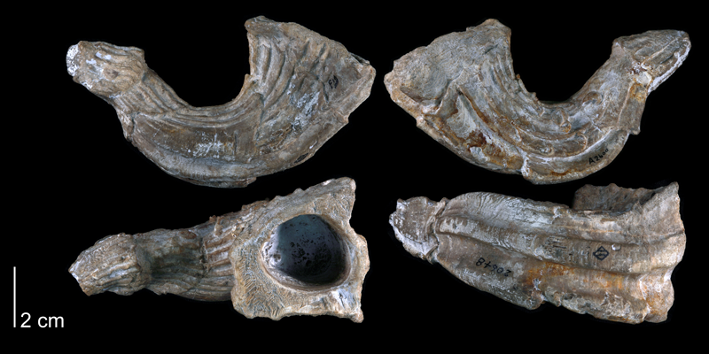 Paratype of <i>Eoradiolites quadratus</i> from the Edwards Formation of Bell County, Texas (Univ. Texas BEG 20648).