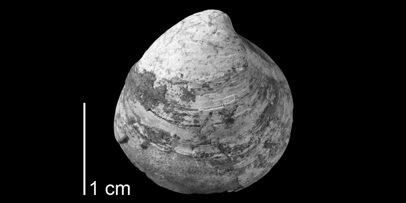 <i>Crassatella evensi</i> from the Pierre Shale of Custer County South Dakota (AMNH 66241). Image modified from fig. 39g in Landman et al. (2010, <i>Bulletin of the American Museum of Natural History</i>, no. 342) and used with permission.