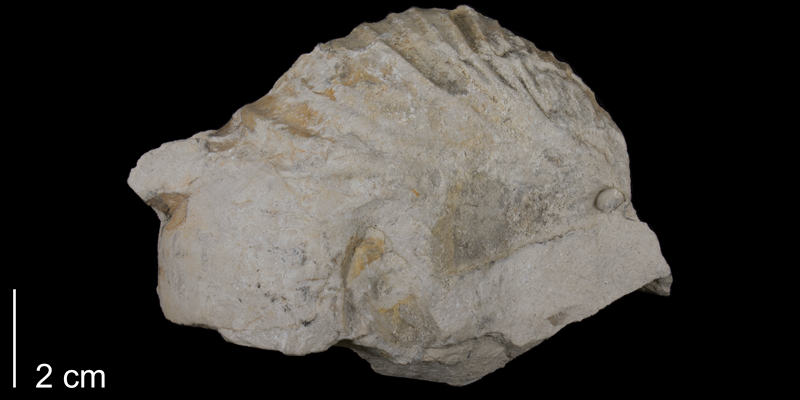 <i>Cremnoceramus deformis</i> from the Niobrara Formation (Fort Hays Member) of El Paso County, Colorado (FHSMIP 1773).