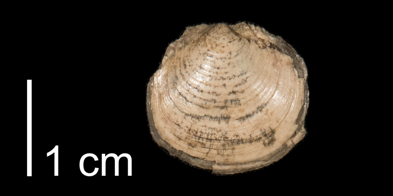 <i>Ctena imbricatula</i> from the Pierre Shale of Meade County, South Dakota (FHSMIP 1319).