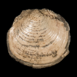 Ctena imbricatula