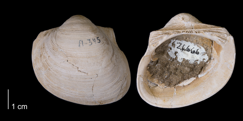 <i>Cucullaea nebrascensis</i> from the Fox Hills Formation of Dewey County, South Dakota (YPM 24666).