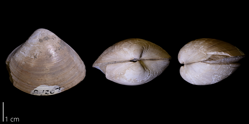 <i>Cymbophora warrenana</i> from the Fox Hills Formation (Timber Lake Member) of Corson County, South Dakota (YPM 24449).