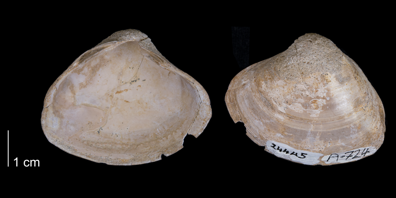 <i>Cymbophora warrenana</i> from the Fox Hills Formation (Timber Lake Member) of Corson County, South Dakota (YPM 24445).