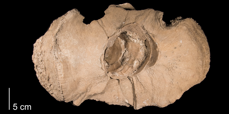 <i>Durania maxima</i> from the Niobrara Formation (Smoky Hill Member) of Gove County, Kansas (FHSMIP 906).