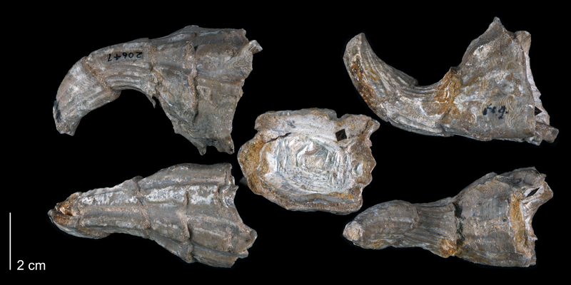 Paratype of <i>Eoradiolites quadratus</i> from the Edwards Formation of Bell County, Texas (Univ. Texas BEG 20647).