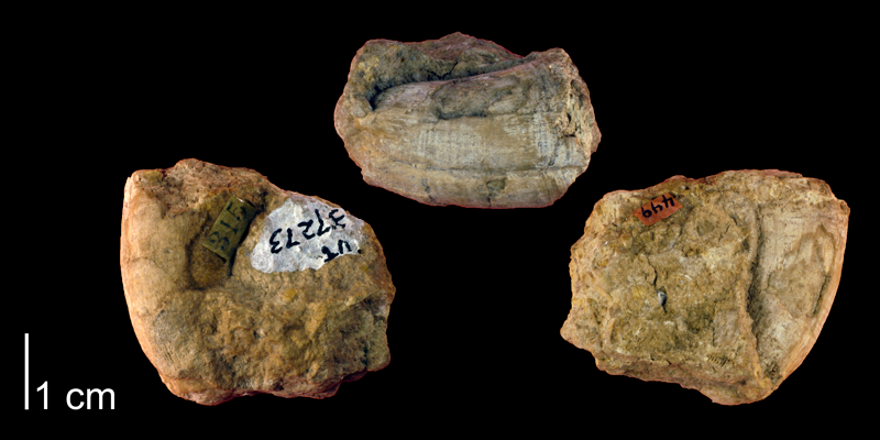 Syntype of <i>Hippurites flabellifer</i> from the Cretaceous of Stonewall County, Texas (Univ. Texas 37273).