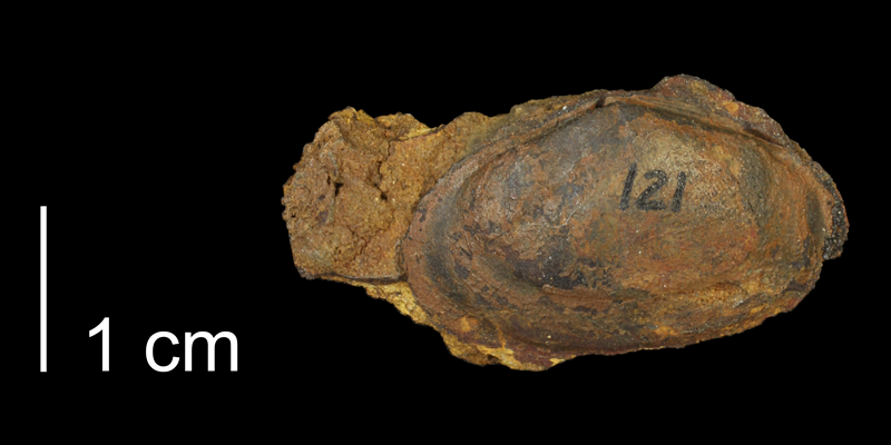 Syntype of <i>Linearis kansasensis</i> from the Kiowa Formation of Saline County, Kansas (KUMIP 500224).