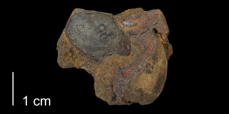 Syntype of <i>Linearis kansasensis</i> from the Kiowa Formation of Saline County, Kansas (KUMIP 500228).