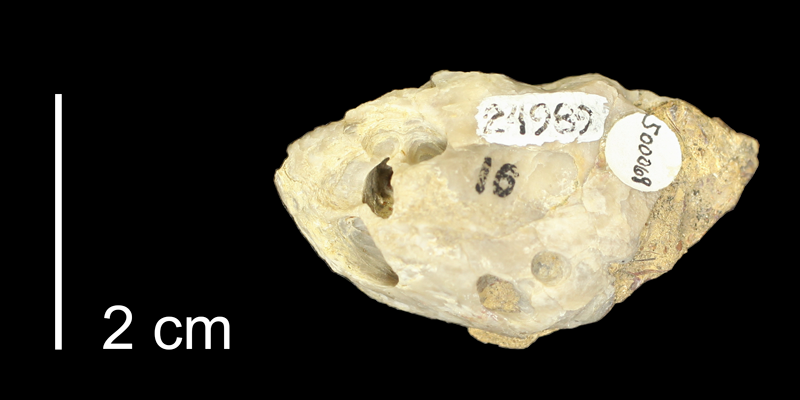 Syntype of <i>Lithophaga interrogatum</i> from the Kiowa Formation of Kiowa County, Kansas (KUMIP 500069).