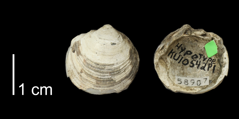 <i>Lucina juvenis</i> from the Carlile Shale (Blue Hill Shale Member) of Smith County, Kansas (KUMIP 58907).