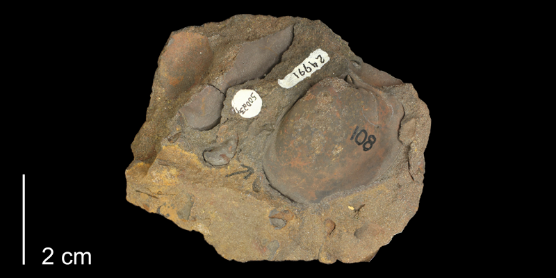 Paratype of <i>Mactra siouxensis</i> var. <i>smolanensis</i> from the Kiowa Formation of Saline County, Kansas (KUMIP 500239).