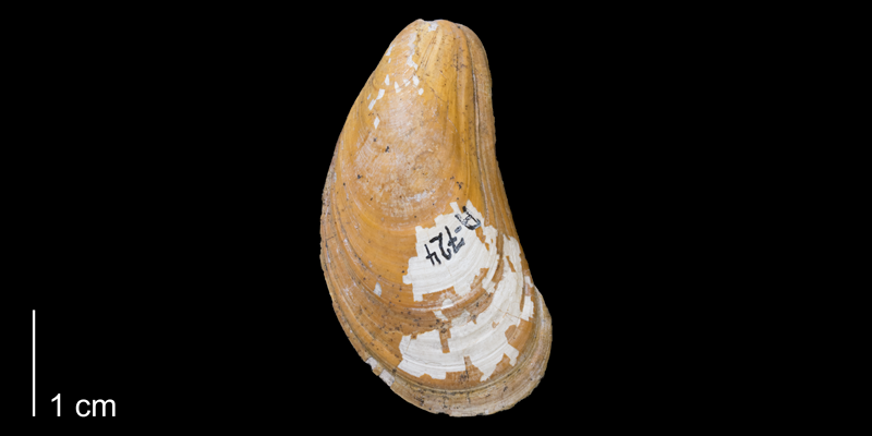 <i>Modiolus galpinianus</i> from the Fox Hills Formation (Timber Lake Member) of Corson County, South Dakota (YPM 24118).