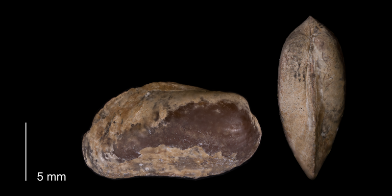 <i>Modiolus meeki</i> from the Fox Hills Formation (Trail City Member) of Dewey County, South Dakota (YPM 24107).