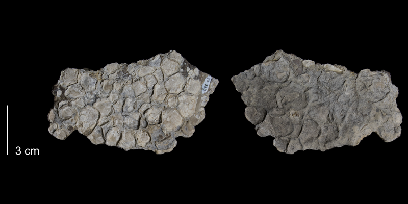 <i>Mytiloides labiatus</i> from the Greenhorn Formation (Pfeifer Member) of Russell County, Kansas (FHSMIP 363).