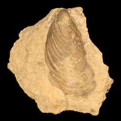 Mytiloides