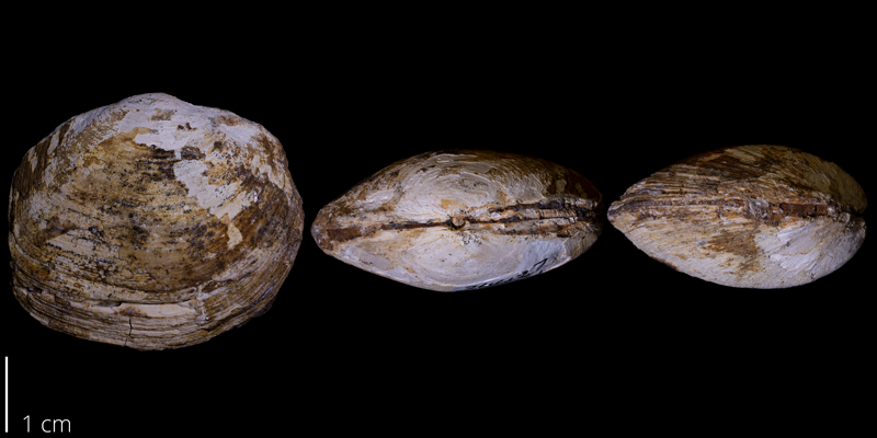 <i> Nympholucina occidentalis </i> from the Maastrichtian Fox Hills Fm. of Dewey County, South Dakota (YPM 024427).