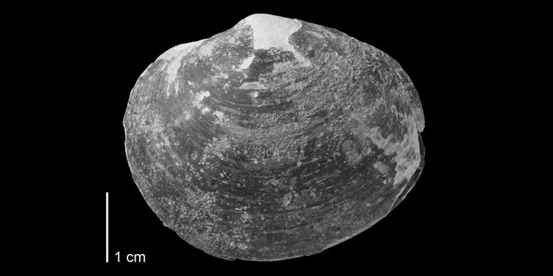 <i>Crassatella evensi</i> from the Pierre Shale of Custer County South Dakota (AMNH 66246). Image modified from fig. 39e in Landman et al. (2010, <i>Bulletin of the American Museum of Natural History</i>, no. 342) and used with permission.