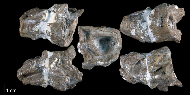 Holotype of <i>Praeradiolites edwardsensis</i> from the Edwards Formation of Bell County, Texas (Univ. Texas BEG 20664).