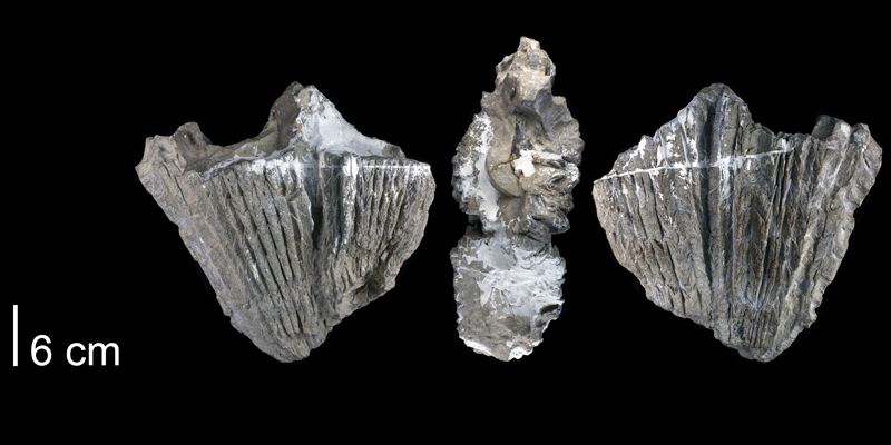 Holotype of <i>Sauvagesia morgani</i> from the Mendez Formation of Tamaulipas, Mexico (Univ. Texas BEG 20667).