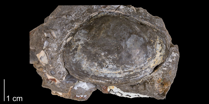 <i>Sourimis equilateralis</i> from the Fox Hills Formation (Trail City Member) of Corson County, South Dakota (YPM 24462).