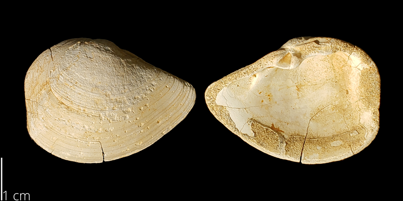 <i>Tancredia americana</i> from South Dakota (SDSTM 14607).