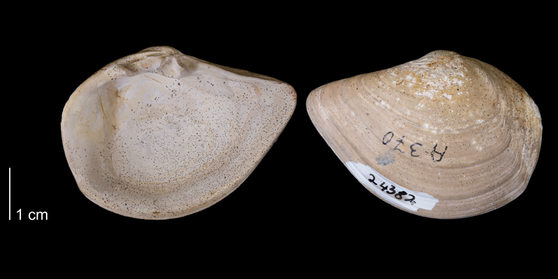 <i>Tancredia americana</i> from the Fox Hills Formation of Corson County, South Dakota (YPM 24382).