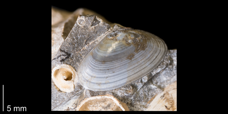 <i>Tellinimera scitula</i> from the Fox Hills Formation (Trail City Member) of Dewey County, South Dakota (YPM 24460).