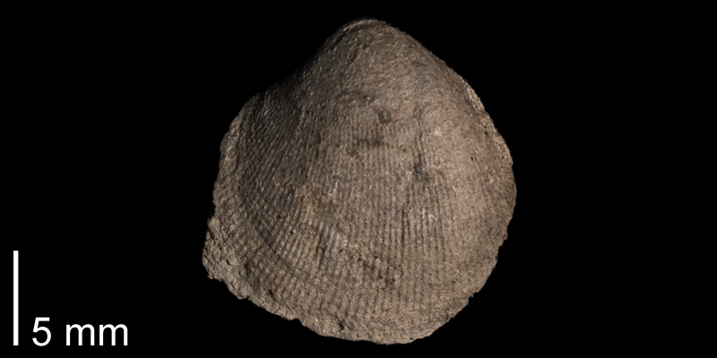 <i>Trachycardium kansasense</i> from the Kiowa Formation of McPherson County, Kansas (FHSMIP 1116).